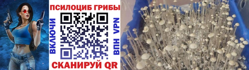 Купить закладки  Заозёрск  Псилоцибиновые грибы мухоморы 
